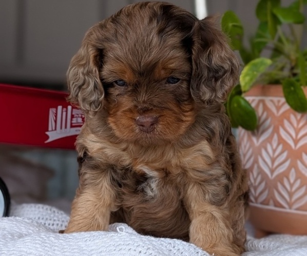 Medium Photo #23 Cockapoo (Miniature) Puppy For Sale in GOSHEN, IN, USA