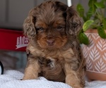 Small Photo #23 Cockapoo (Miniature) Puppy For Sale in GOSHEN, IN, USA