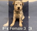 Small Photo #3 Australian Cattle Dog Puppy For Sale in TOPPENISH, WA, USA