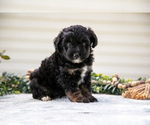Small Photo #9 Aussiedoodle Miniature  Puppy For Sale in MILLERSBURG, OH, USA