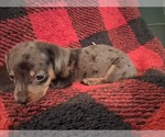 Small #3 Dachshund