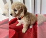 Small Photo #9 Goldendoodle (Miniature) Puppy For Sale in PORT CHARLOTTE, FL, USA