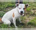 Small #1 American Bulldog Mix