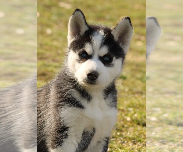 Medium Photo #1 Siberian Husky Puppy For Sale in STEVENS, PA, USA