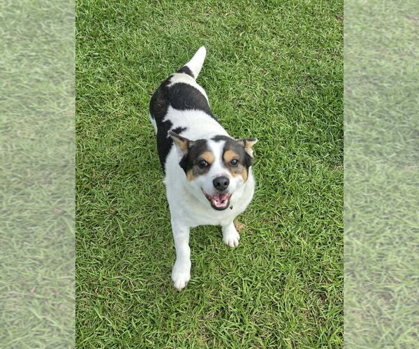 Medium Photo #1 Mutt Puppy For Sale in Stephens City, VA, USA