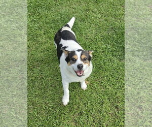 Mutt Dogs for adoption in Stephens City, VA, USA