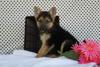 German Shepherd Dog Puppy for sale in FREDERICKSBURG, OH, USA