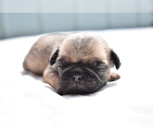 Pug Puppy for sale in PALM COAST, FL, USA
