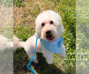 Maltese-Unknown Mix Dogs for adoption in Cranston, RI, USA