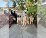 Small #3 American Pit Bull Terrier-American Staffordshire Terrier Mix