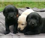 Puppy Orange Collar Labrador Retriever