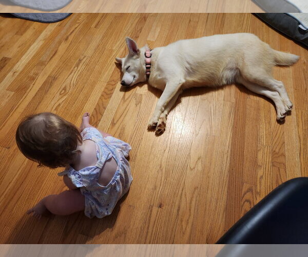 Medium Photo #2 Siberian Husky-Unknown Mix Puppy For Sale in Rockaway, NJ, USA