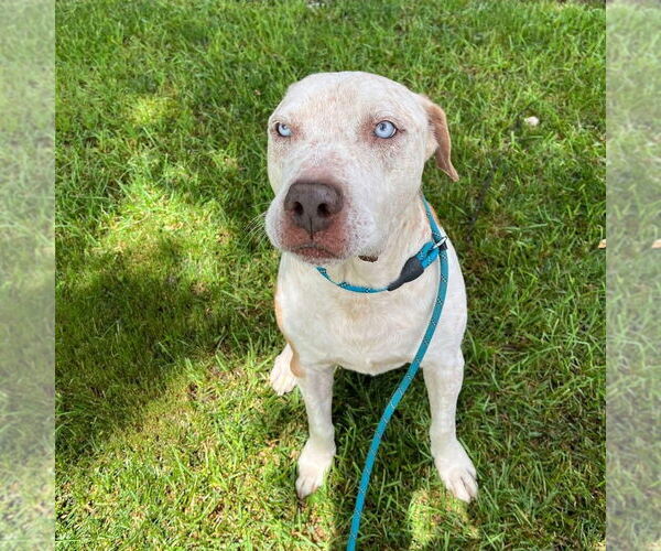 Medium Photo #1 Mutt Puppy For Sale in Atlanta, GA, USA