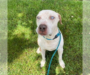 Mutt Dogs for adoption in Atlanta, GA, USA