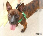 Small #5 Boston Terrier Mix