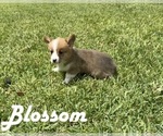 Puppy Blossom Pembroke Welsh Corgi