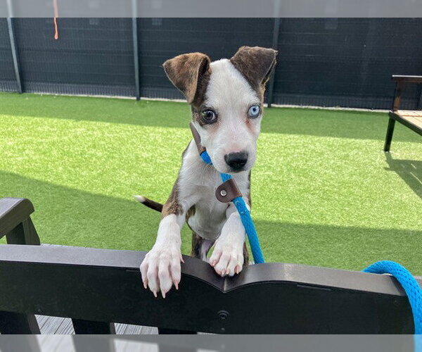 Medium Photo #1 Mutt Puppy For Sale in Orange, CA, USA