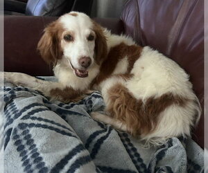 UT/Bella - Female Brittany Dog for Adoption - Photo #5