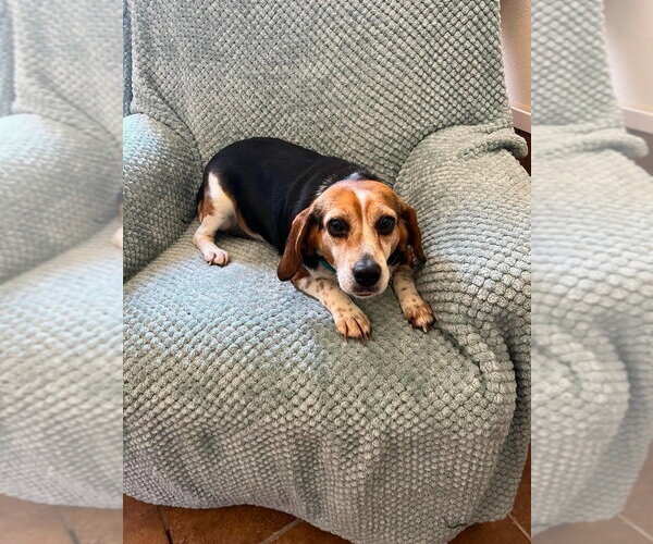 Medium Photo #4 Beagle Puppy For Sale in Osgood, IN, USA