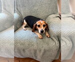 Small #3 Beagle