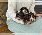 Small #15 Beagle