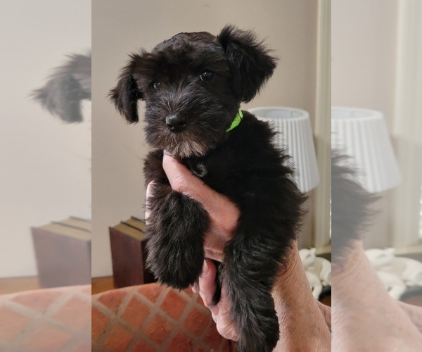 Medium Photo #3 Schnauzer (Miniature) Puppy For Sale in KILGORE, TX, USA