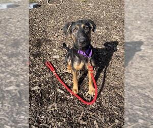 Shepradors Dogs for adoption in Waterford, VA, USA