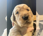 Puppy Red Golden Retriever