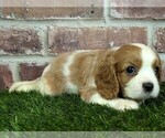 Small #3 Cavalier King Charles Spaniel
