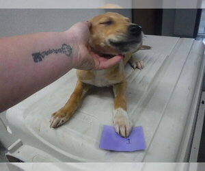 German Shepherd Dog-Unknown Mix Dogs for adoption in Oroville, CA, USA