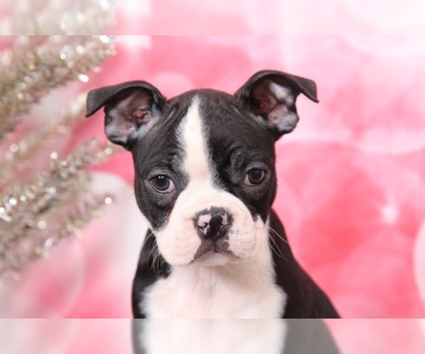 Medium Photo #3 Boston Terrier Puppy For Sale in BEL AIR, MD, USA