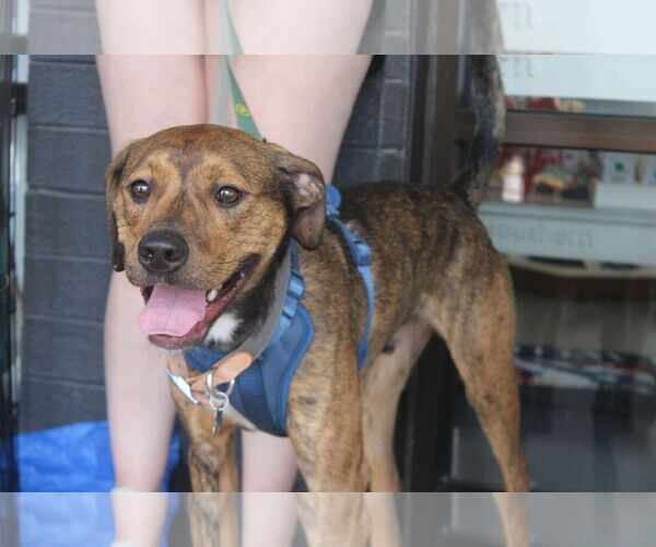 Medium Photo #12 Mutt Puppy For Sale in Holly Springs, NC, USA