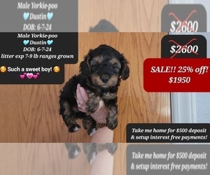 YorkiePoo Puppy for Sale in TUCSON, Arizona USA