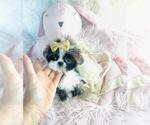 Small #4 Shih Tzu