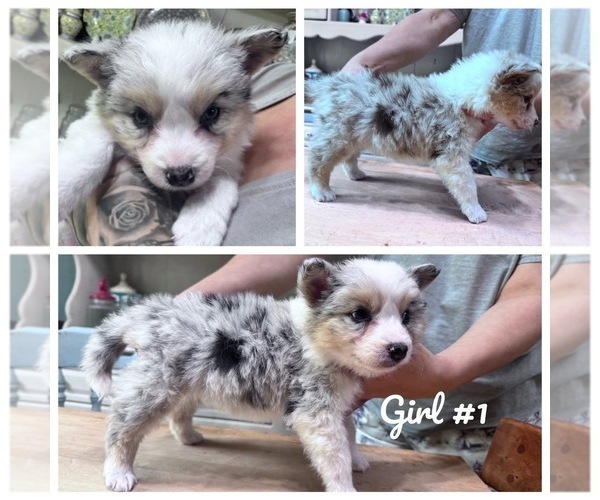 Medium Photo #1 Border Collie Puppy For Sale in MOSS POINT, MS, USA