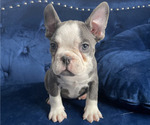 Small Photo #11 French Bulldog Puppy For Sale in ORLANDO, FL, USA