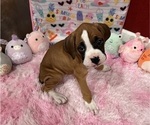 Small #9 Boxer