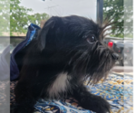Small #1 Mutt
