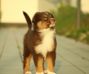Miniature American Shepherd Puppy for sale in Warsaw, Mazovia, Poland