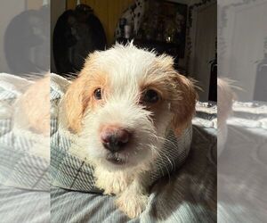 Mutt Dogs for adoption in Oakland Park , FL, USA