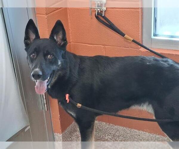 Medium Photo #1 German Shepherd Dog Puppy For Sale in Pueblo, CO, USA