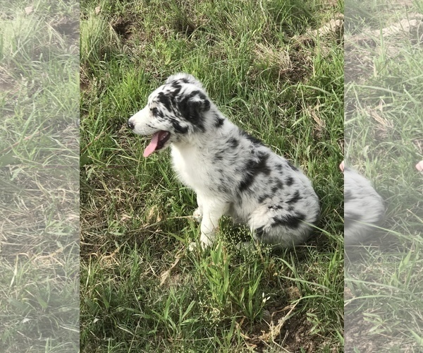Medium Photo #2 Australian Shepherd Puppy For Sale in CAT SPRING, TX, USA
