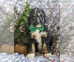 Small Photo #3 Bernedoodle-Poodle (Standard) Mix Puppy For Sale in COCHRANVILLE, PA, USA