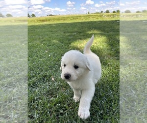 Great Pyrenees Puppy for sale in MARSHVILLE, NC, USA