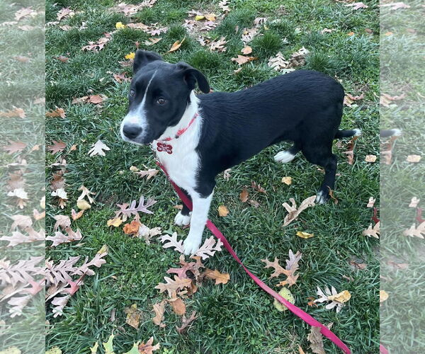 Medium Photo #6 Collie-Unknown Mix Puppy For Sale in Mount Laurel, NJ, USA