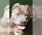 Small Photo #7 Bulldog-Unknown Mix Puppy For Sale in Miami, FL, USA