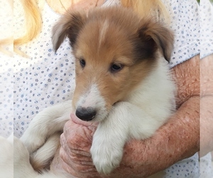 Collie Puppy for sale in PALM BAY, FL, USA
