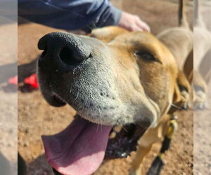 Sampson - Male Labrador Retriever-Rhodesian Ridgeback Mix Dog for Adoption - Photo #4