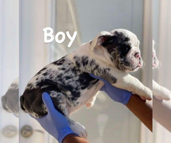 Medium Photo #13 English Bulldog Puppy For Sale in CORONA DEL MAR, CA, USA