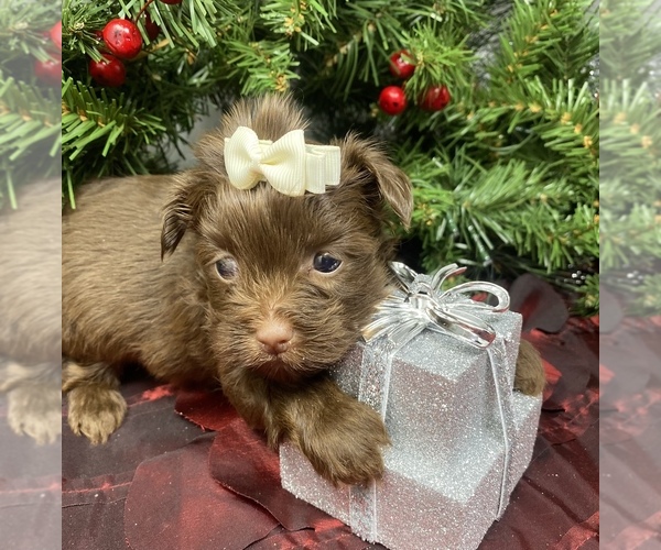 Medium Photo #5 Shorkie Tzu Puppy For Sale in SELLERSBURG, IN, USA